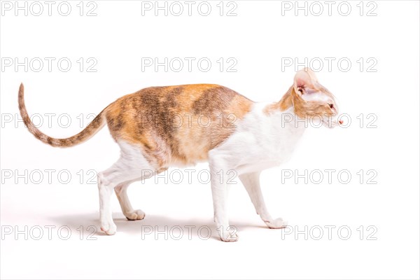 Side view yorkshire isolated white background