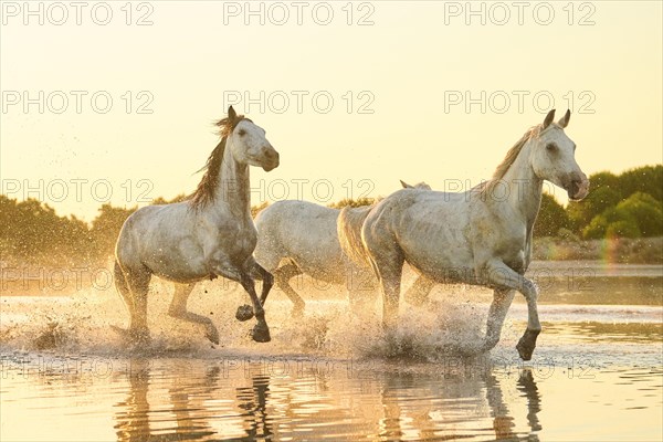 Camargue horses running through the water at sunrise