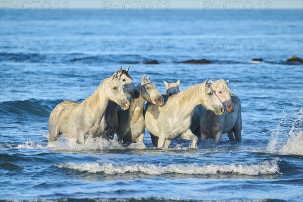 Camargue horses running out of the sea on a beach in morning light