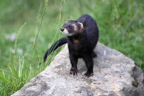 European polecat