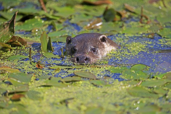 European otter