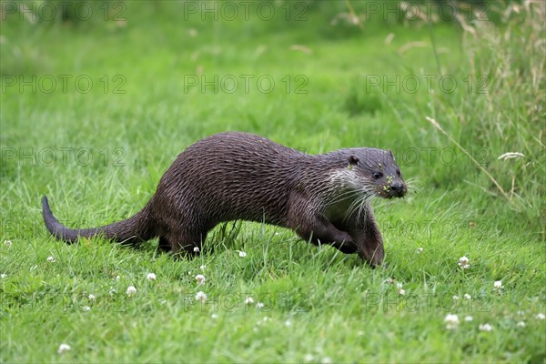 European otter