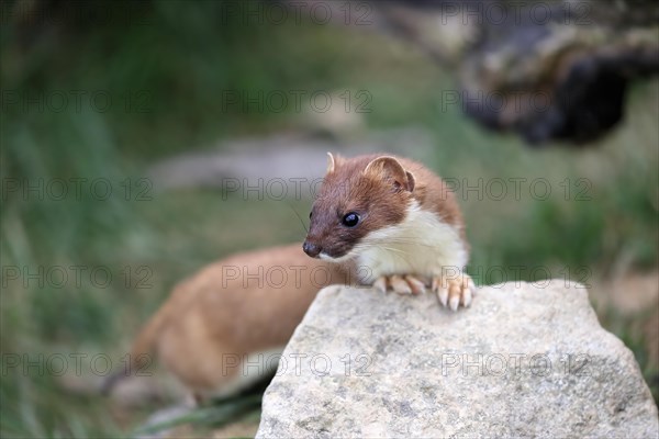 Ermine