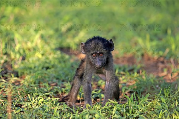 Bear baboon