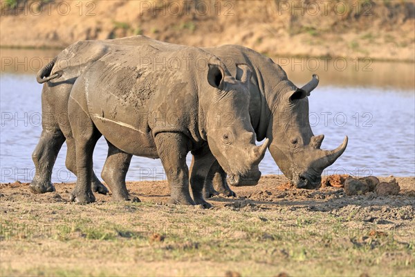 White rhinoceros