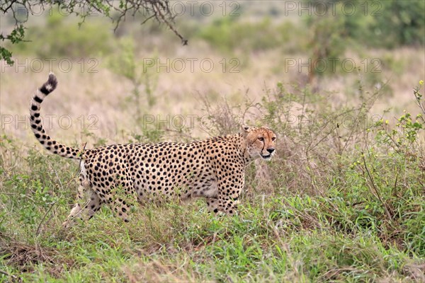 Cheetah