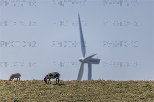 Sheep standing on a dike by the sea in front of a wind turbine for wind energy