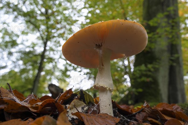 Fly agaric