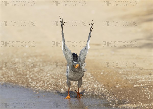 Pale-chanting Goshawk