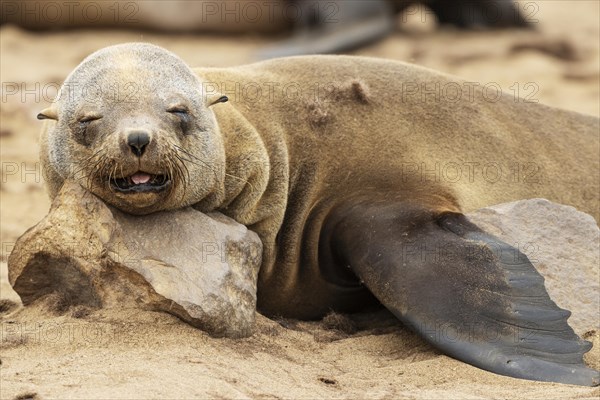 Cape Fur Seal