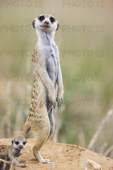 Suricate