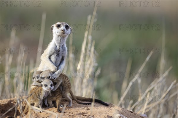 Suricate