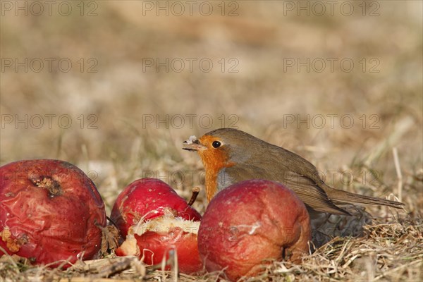 European robin