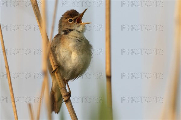 Reed warbler