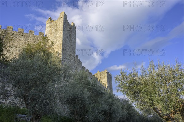 Ancient olive trees and city wall of