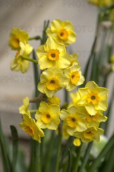 Small daffodil