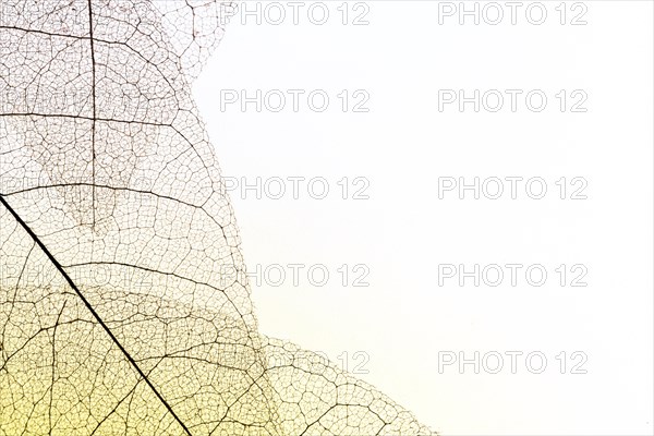 Top view transparent leaves with copy space