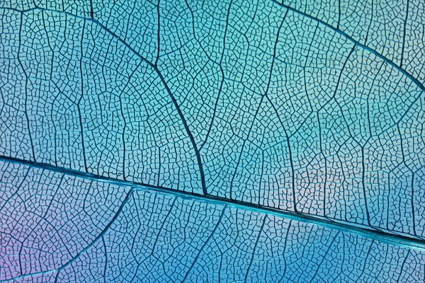 Transparent leaf with blue backlight