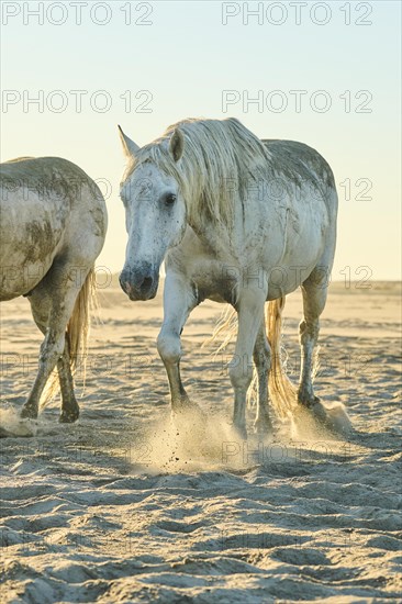 Camargue horses running on a beach in morning light