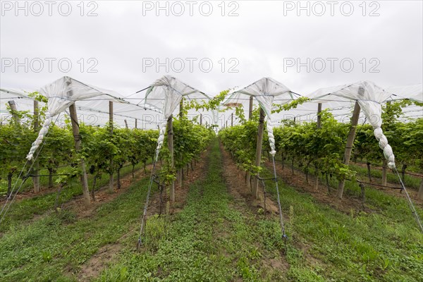 Vineyard covered with protective nets