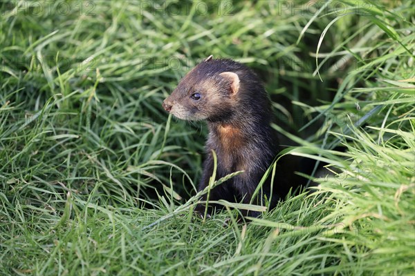 European polecat