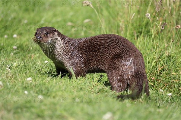 European otter