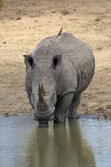 White rhinoceros