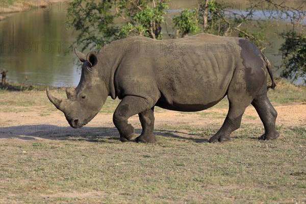 White rhinoceros