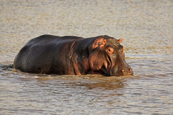 Hippopotamus