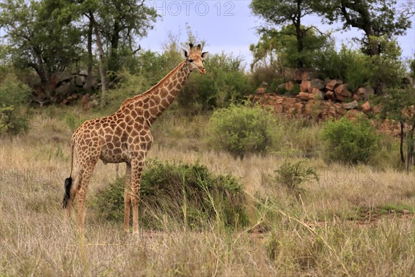 Southern giraffe