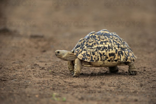 Leopard tortoise