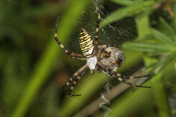 Wasp spider