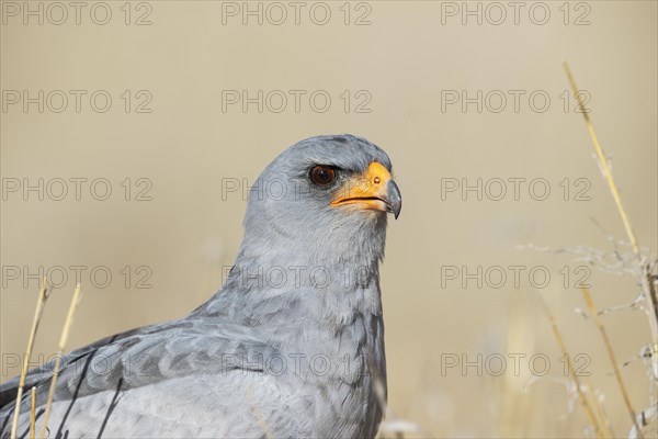 Pale-chanting Goshawk