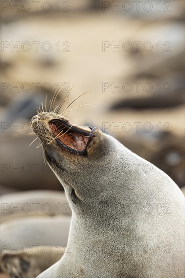 Cape Fur Seal