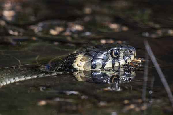 Grass snake