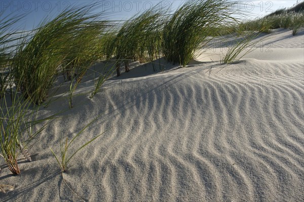 Dunes with beach grass on the island of Minsener Oog