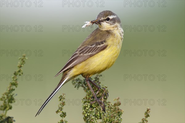 Blue-headed wagtail