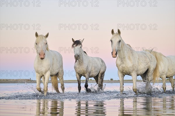 Camargue horses walking through the water at sunrise