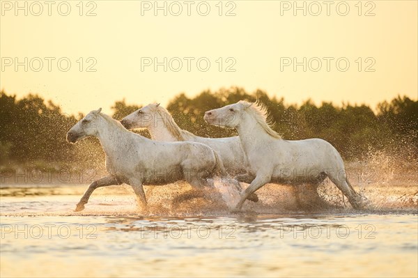 Camargue horses running through the water at sunrise