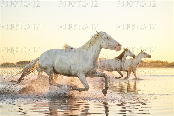 Camargue horses running through the water at sunrise