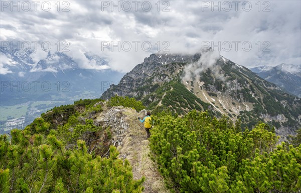 Mountaineer on the foggy ridge of the Katzenkopf covered with mountain pines