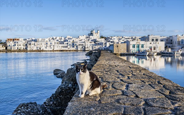 Cat sitting on the harbour wall