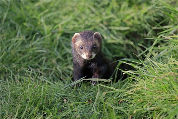 European polecat