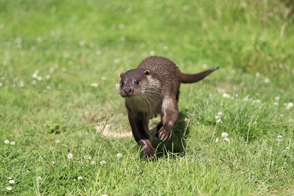 European otter