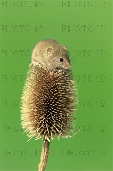 Eurasian harvest mouse