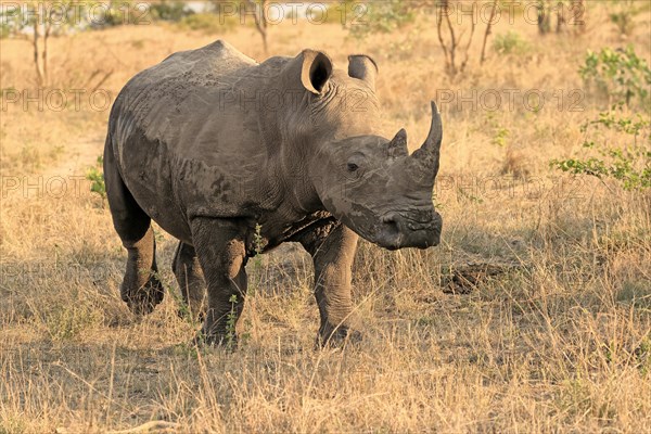 White rhinoceros