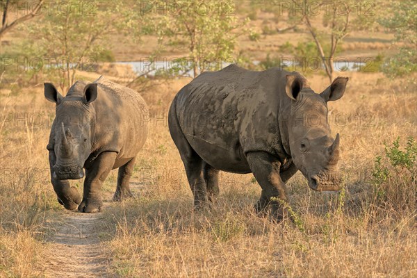 White rhinoceros