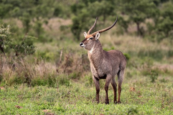 Ellipsen waterbuck