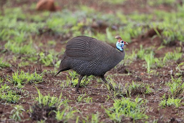 Helmeted Guineafowl