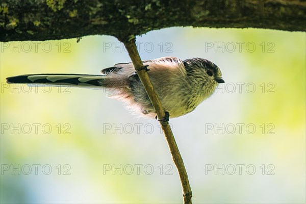 Long-tailed Tit